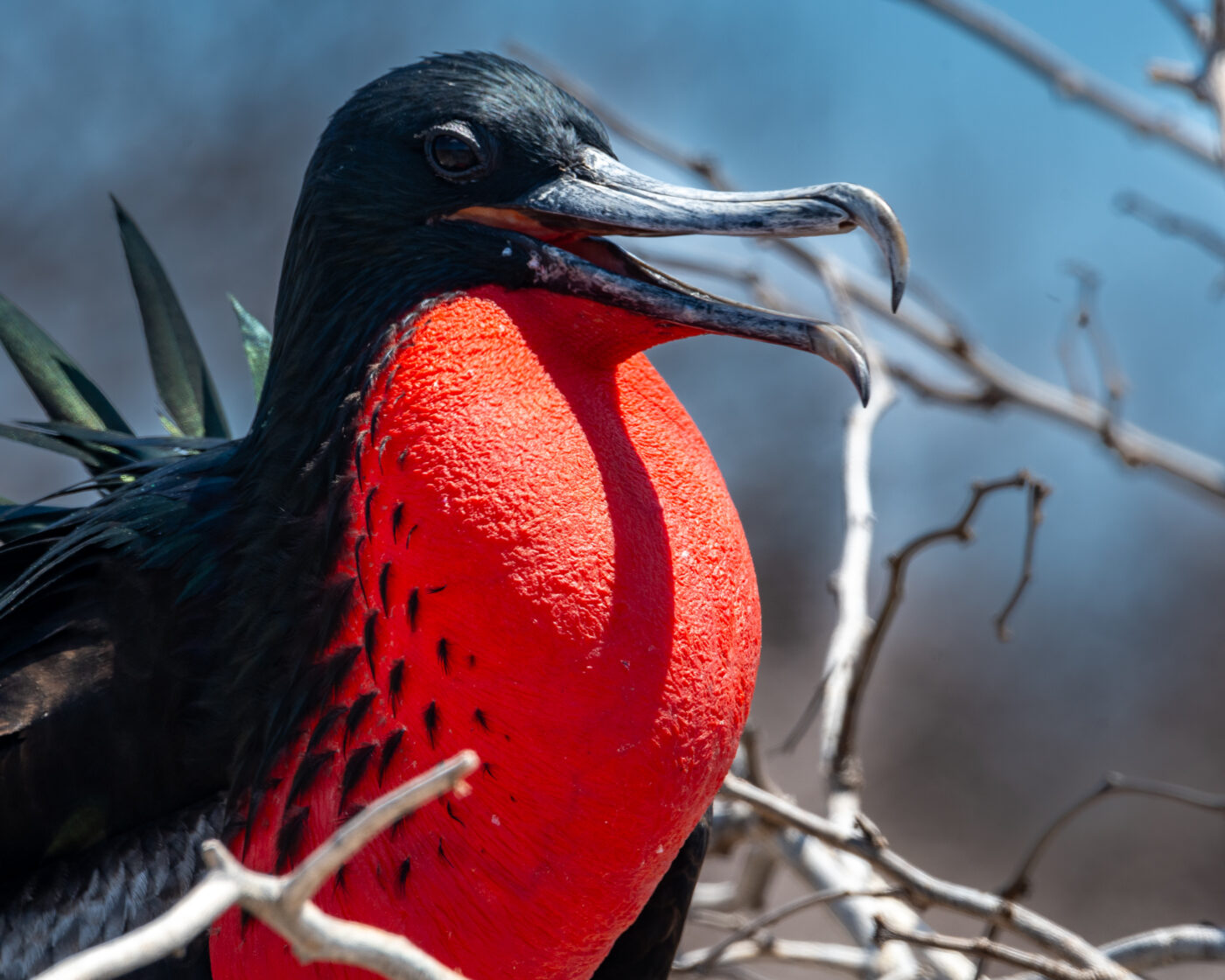 Please support conservation efforts in the Galapagos Islands.